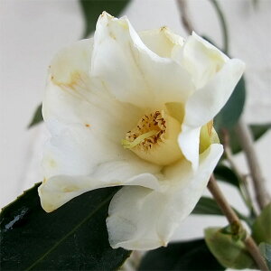 Ԗ ؂̕c/̏ցicoLjF̏4`4.5|bg