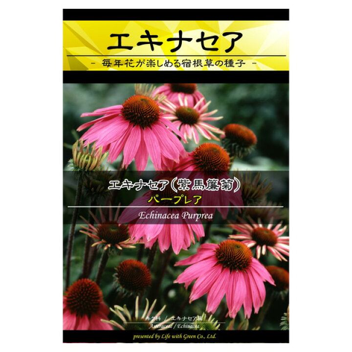 楽天市場 エキナセア パープレア 花タネ 3 5月 9 10月まき 園芸ネット プラス