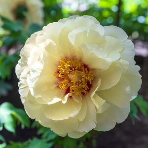 Ԗ ؂̕c/OiڂjFnCk[3N6|bg