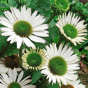 Ԃ̕c/GLiZAFo[Wi@[Wj3.5|bg