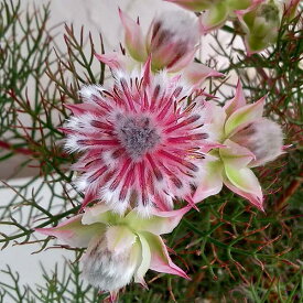 花木 庭木の苗/セルリア（ジョーイセルリア）：カルメン 5号ポット