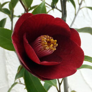 Ԗ ؂̕c/ցicoLjF̏iтj4`4.5|bg