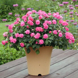 楽天市場 フィエスタ 花の通販