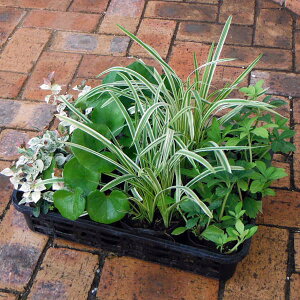 Ԃ̕c/߂412ZbgFa뉀̉icuLEncLJYEtbL\EEuj