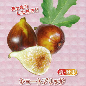 ʎ̕c/Á`~jC`WNFV[gubW3|bg