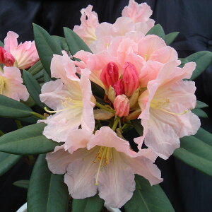 Ԗ ؂̕c/VNiQimjFAC^IW30`40cm