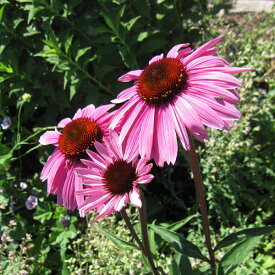 楽天市場 エキナセア パープレア 種の通販