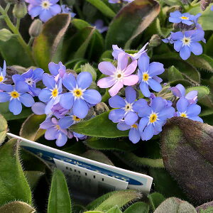 Ԃ̕c/XiOTFi~u[3`3.5|bg