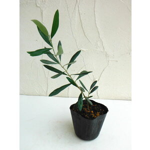 �Ԗ� ��؂̕c/�I���[�u�F���b�J 3-3.5���|�b�g