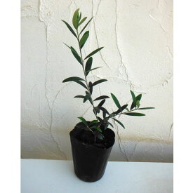 楽天市場 受粉 花粉 オリーブの通販