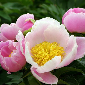 Ԃ̕c/sIj[iaVNNjFd3.5O|bg