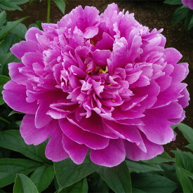 楽天市場 芍薬 花 ガーデン Diy の通販 楽天市場 芍薬 花 ガーデン Diy の通販