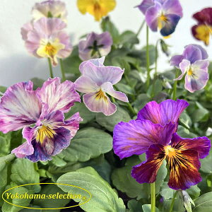 Ԃ̕c/[]rIFԂ܂3|bg 24Zbg