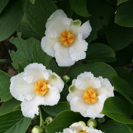 楽天市場 夏 の 花木の通販