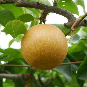 ʎ̕c/iVijFREXCiKj4`5|bg