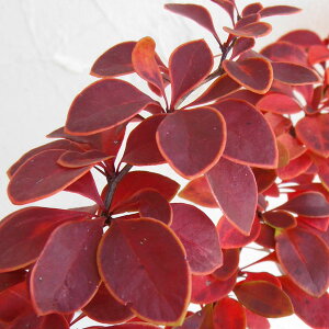 �Ԗ� ��؂̕c/���M�i�o�[�x���X�j�F�S�[���f�������O4.5-5���|�b�g