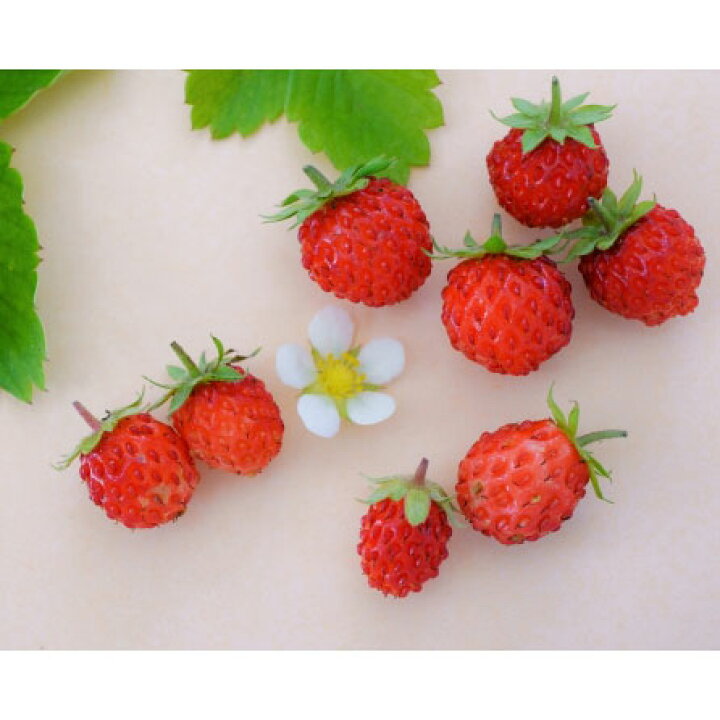 楽天市場 ハーブの苗 ワイルドストロベリー3号ポット2株セット 園芸ネット プラス