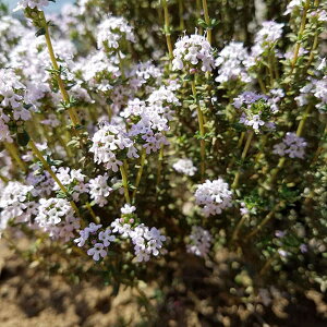 n[u̕c/^CijFR^C3-3.5|bg