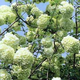楽天市場 スノーボール 花 オオデマリの通販