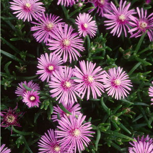 �}�c�o�M�N�F�����}�c�o�M�N������3���|�b�g4���Z�b�g