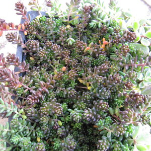 ϗtA/Z_FR[J[ybg3|bg2Zbg