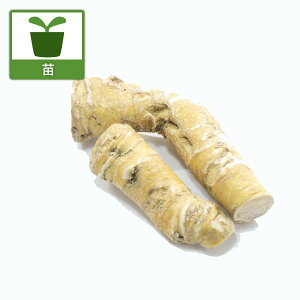 ؂̕c/Tr_CRiz[XfBbVj3|bg2Zbg