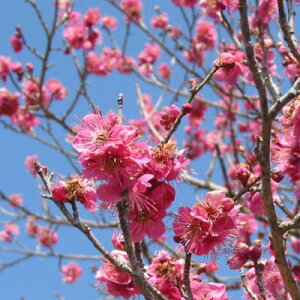 Ԗ ؂̕c/niEiԔ~jFuiIITJYLjږؕc4`5|bg