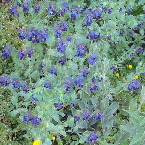 Ԃ̕c/ZZF}[3`3.5|bg2Zbg