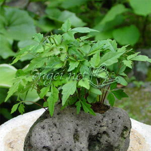 R쑐̕c/n[in[mLj2.5|bg