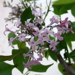 Ԗ ؂̕c/CbNFiƂj5|bg