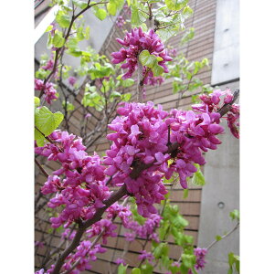 Ԗ ؂̕c/niYIEFsN6|bg