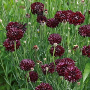 Ԃ̕c/Zg[AiԋejFubN{[3-3.5|bg