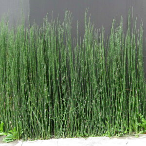 Ԃ̕c/[]gNTiؑj24Zbg