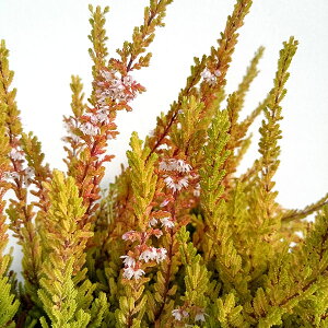 Ԗ ؂̕c/J[iEuKX CG[n 3|bg2Zbg