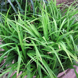 Ԃ̕c/L`WE\E3.5|bg4Zbg