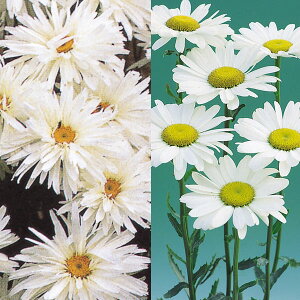 Ԃ̕c/[]VX^[f[W[܂Zbg3|bg28Zbg