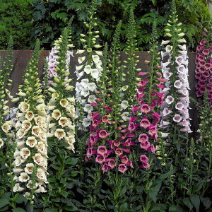 Ԃ̕c/[]WM^XFʂ܂ԐF~bNX3|bg28Zbg