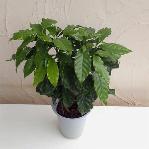 観葉植物/コーヒーの木6号鉢植え