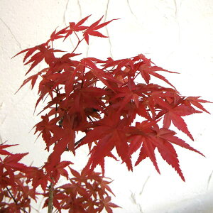 Ԗ ؂̕c/Cn~WFóXifVEWEj4-5|bg