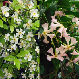 楽天市場 つる 性 植物 花の通販