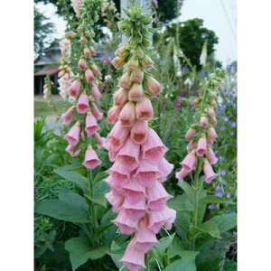 Ԃ̕c/WM^XFglVX3.5|bg