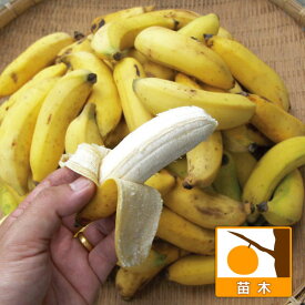 果樹の苗/バナナ：沖縄島バナナ3.5号ポット