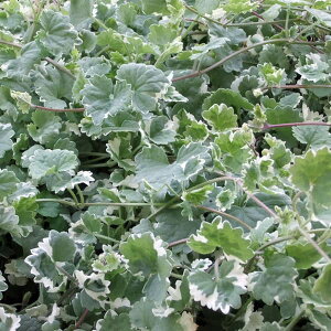 OR}iJLhIVj2.5`3|bg12Zbg