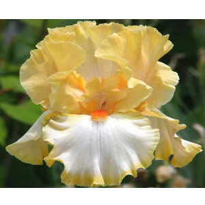 Ԃ̕c/W[}ACXFVpc3.5|bg