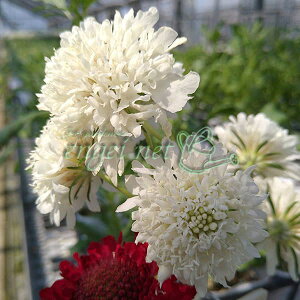 Ԃ̕c/XJrITFXm[Cf3.5|bg*