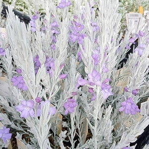 ���Ԃ̕c/�G�����t�B�� �j�x�A3���|�b�g