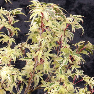 Ԗ ؂̕c/~WFӒсiӒ̕ER`Em}Cj5|bg