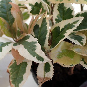 Ԗ ؂̕c/uREWF2.5-3|bg