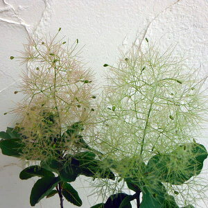 Ԗ ؂̕c/X[Nc[FzCg}WbN4.5`5|bg