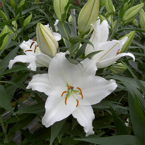 /FIG^[ mo[u(WCAgJTuJj1